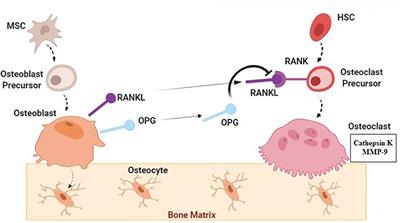 Prospect of Stem Cell Therapy and Regenerative Medicine in Osteoporosis